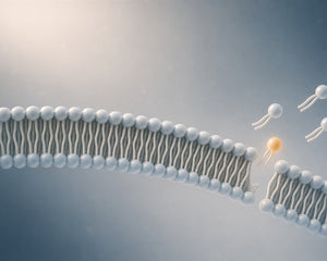 Citicoline, Phospholipids and the Maintenance of Brain-Cell Membranes